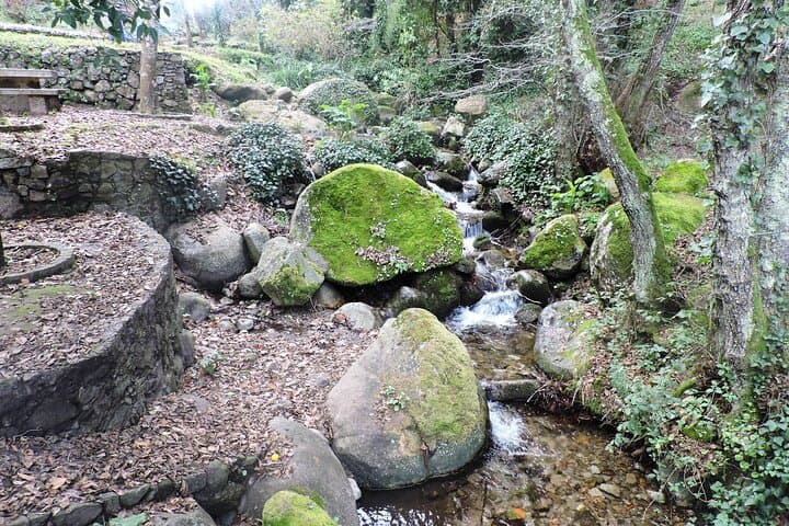 Private Monchique Guided Forest Hike w/Medronho Tasting