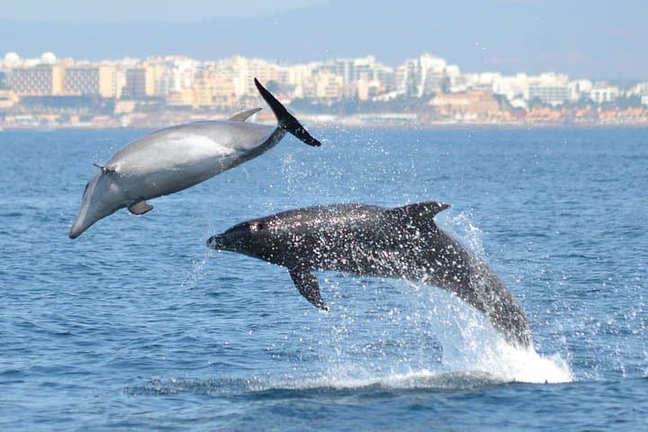 Dolphin Watching Boat Tour from Portimão – Small Group