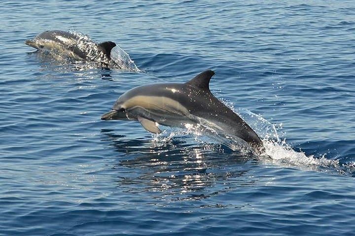 Safari & Boat Tour - Mountains & Dolphins