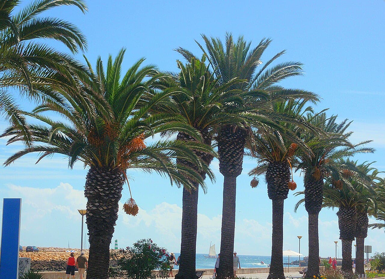 A row of Palm tree located on the Avenida dos Descobrimentos in the city of Lagos, Algarve, Portugal.