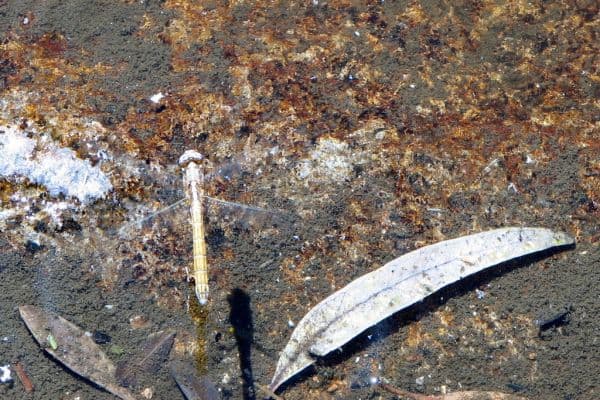 Dragonfly in only pool of water in dry river - Caldas de Monchique - The Algarve, Portugal